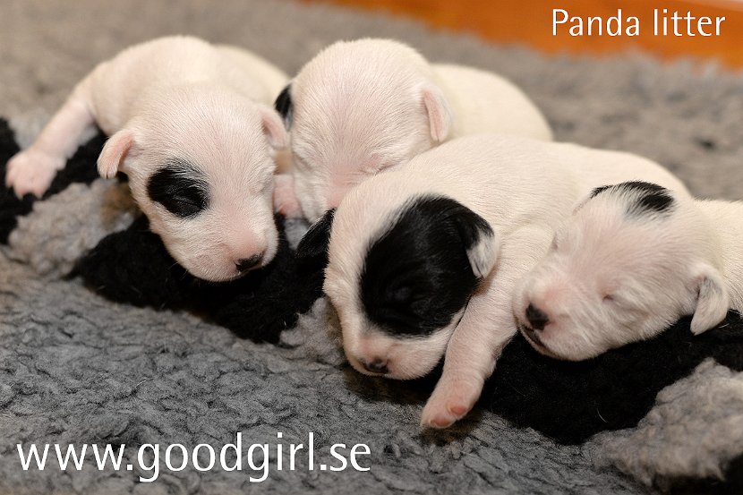 panda_kullen_11days